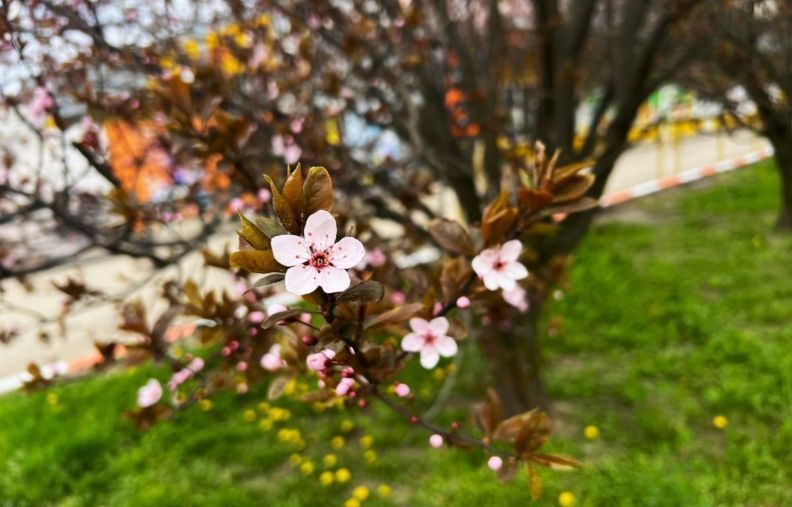 Сакури в Житомирі: де побачити