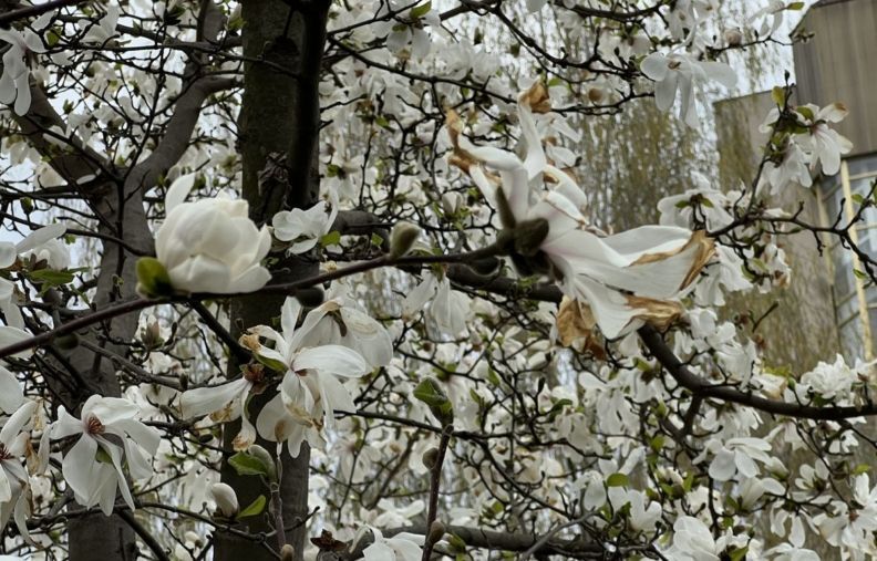 Де побачити цвітіння сакур у Житомирі
