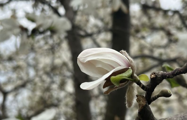 У Житомирі розквітли перші сакури і магнолії
