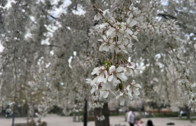Плакуча сакура в Житомирі: де побачити