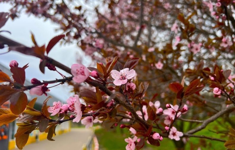 Де цвітуть сакури Житомирі