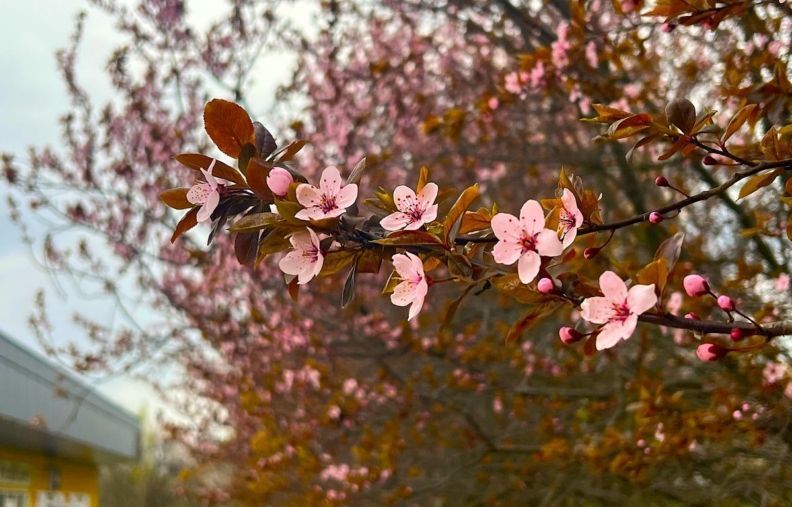 Коли цвітіння сакур у Житомирі