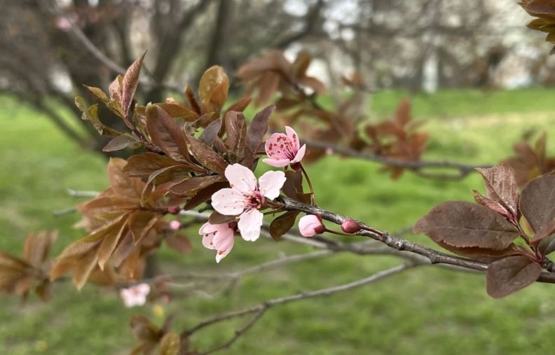 Цвітіння сакур в Житомирі 2026