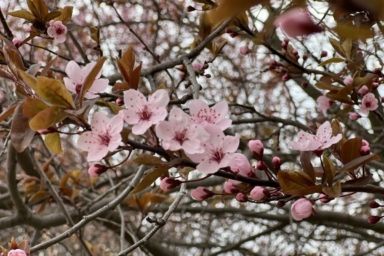 Фото до: Коли цвітуть сакури у Львові в 2026: дати та докації