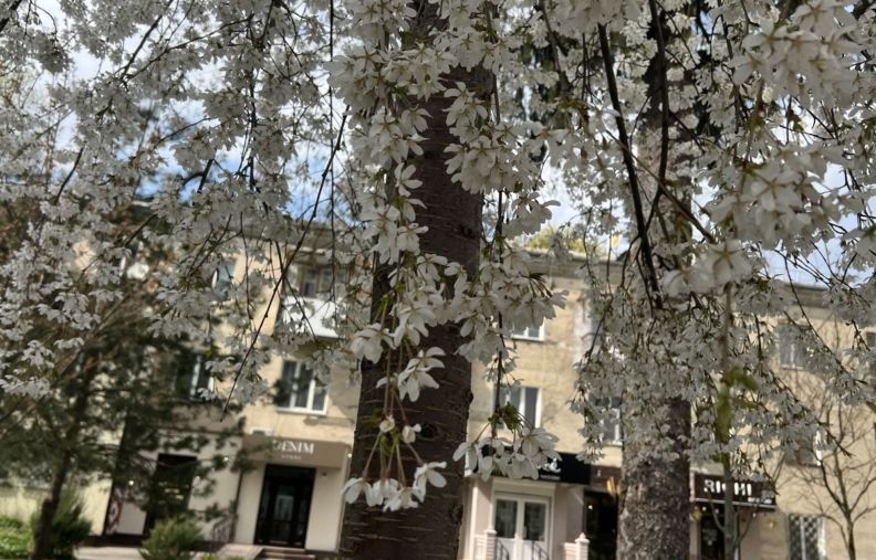 Весняне цвітіння декоративних дерев у центрі Житомира