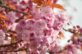 коли і де цвітуть сакури в дніпрі