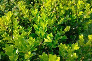 чем подкормить самшит весной