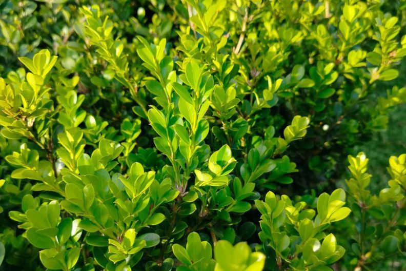 чим підживити самшит весною