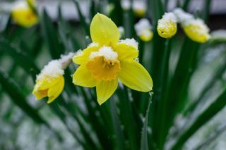 коли потепліє в україні