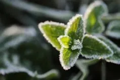 как защитить сад от весенних заморозков