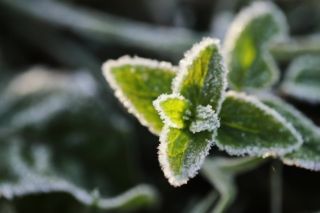 как защитить сад от весенних заморозков