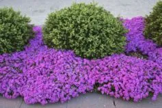 многолетние цветы которые цветут все лето