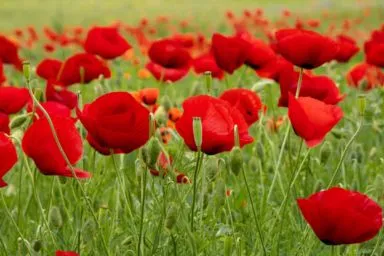 когда цветут маки