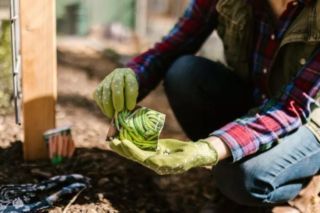 чи можна садити город на юрія