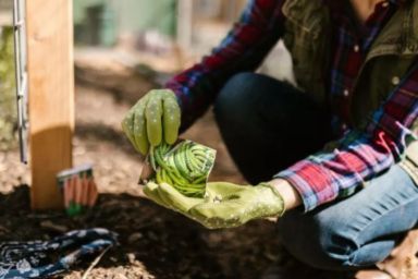 чи можна садити город на юрія
