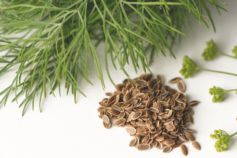 как посеять укроп