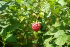 чем обработать малину от бурьянов