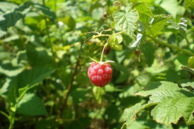 чем обработать малину от бурьянов