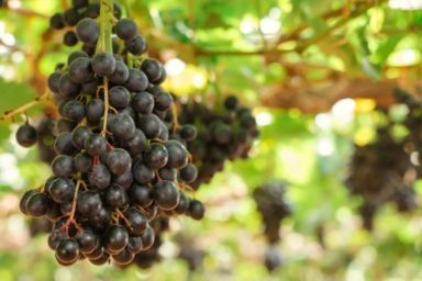 чим обробити виноград навесні 2026