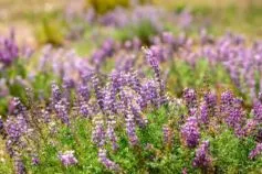 коли цвіте лаванда 2026