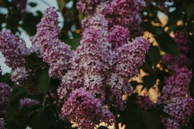 как ухаживать за сиренью в вазе