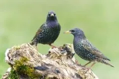 як захистити черешню від шпаків