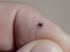 Не ігноруй укус кліща, бо небезпека може бути серйозною. Дізнайся про хворобу Лайма та як з нею бореться Белла Хадід