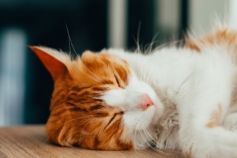 коты помогают бороться со стрессом или нет
