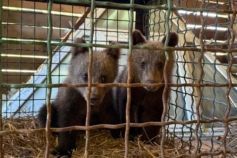 подружжя врятувало ведмежат