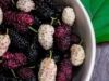 Что приготовить из шелковицы — пять неимоверно вкусных рецептов для лета и зимы