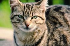 Чому хаос у домі небезпечний для котів і собак