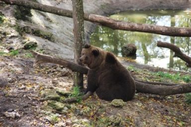 Парк хищников Арден