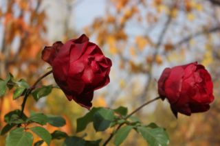 как пересадить розы осенью