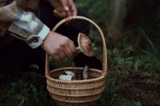 как быстро растут грибы после дождя