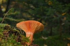 Настоящие и ложные лисички: как не ошибиться во время уборки