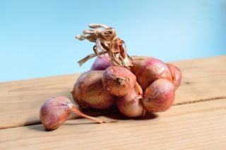 Чим обробляти цибулю
