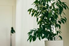 фикус бенджамина уход